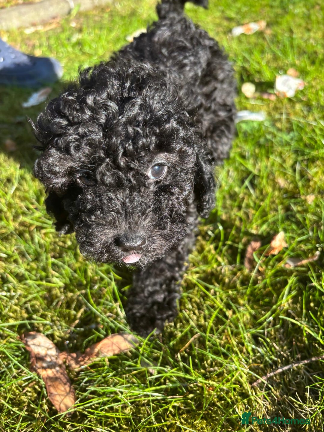 Toy Poodle dogs for sale: ADORABLE ‘ALBERT’ *TOY POODLE*BOY*PUP ready now - Advert 12