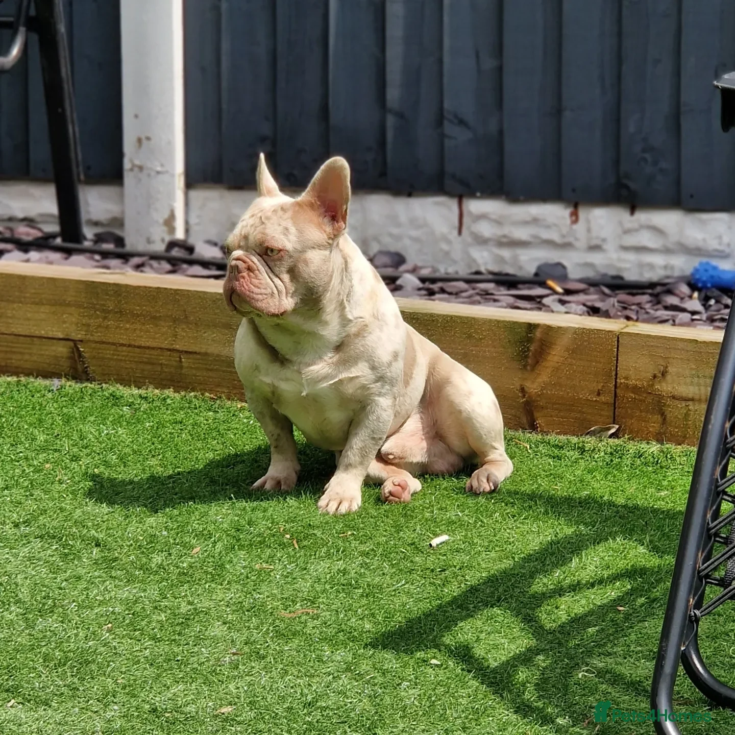 French Bulldog dogs 🚨proven🚨newshade merle stud 🎯🤯🔥🤏🏻🧬 in Tipton - Advert 13