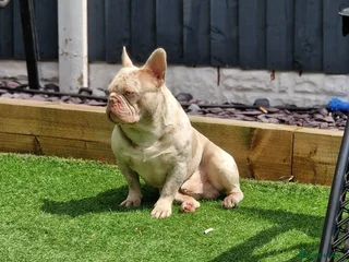 French Bulldog dogs in Tipton - Advert 30