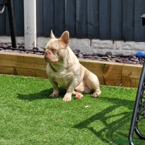 French Bulldog dogs 🚨proven🚨newshade merle stud 🎯🤯🔥🤏🏻🧬 in Tipton - Advert 1