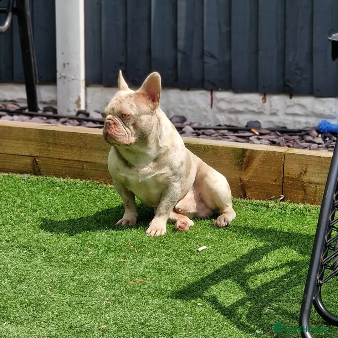 French Bulldog dogs for stud: 🚨proven🚨newshade merle stud 🎯🤯🔥🤏🏻🧬 in Tipton - Advert 1