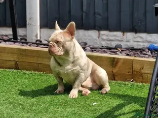 French Bulldog dogs 🚨proven🚨newshade merle stud 🎯🤯🔥🤏🏻🧬 in Tipton - Advert 7