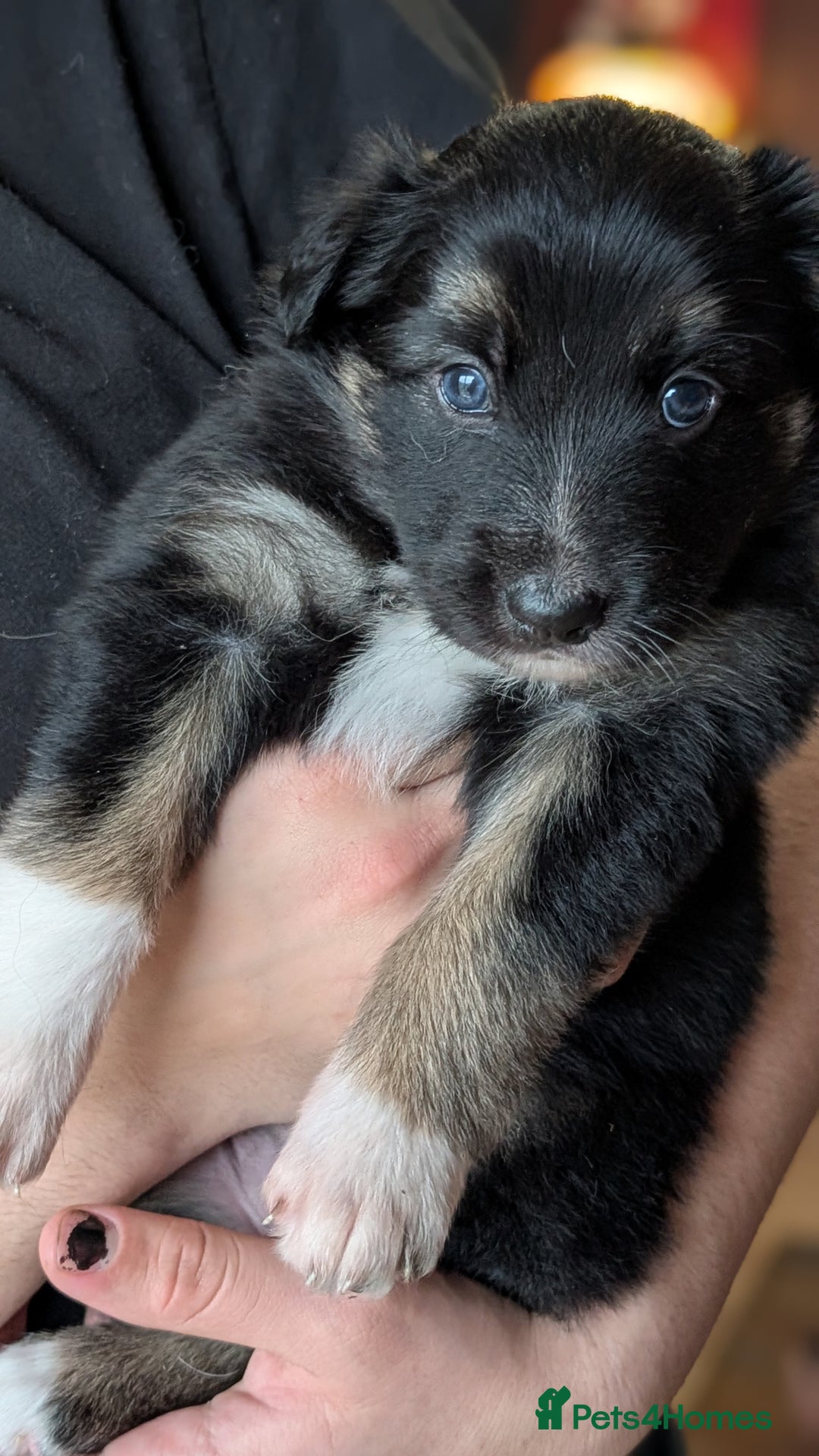 Mixed Breed dogs for sale: Shollie Pups Mid Feb! (German ShepxBorder Collie) - Advert 10