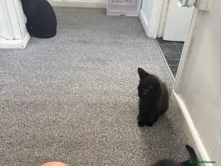 British Longhair cats Black kittens with a mix of colour - Advert 5