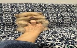 Pomeranian dogs for sale: Stunning littler of KC Pom puppies - Advert 29