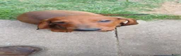 Dachshund dogs for sale: OUTSTANDING KC REGISTERED DACHSHUND - Advert 9