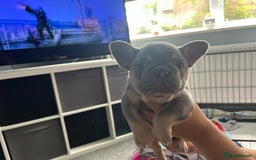 French Bulldog dogs for sale: Two stunning lilac and tan frenchies - Image 9