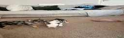 French Bulldog dogs for sale: French bulldogs  - Advert 22