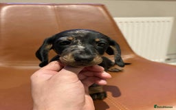 Dachshund dogs for sale: Chunky Standard Homebred Dachshunds - Image 3