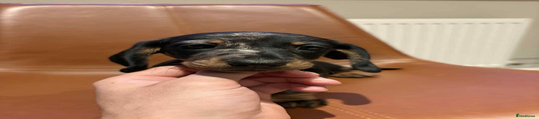 Dachshund Puppy 3