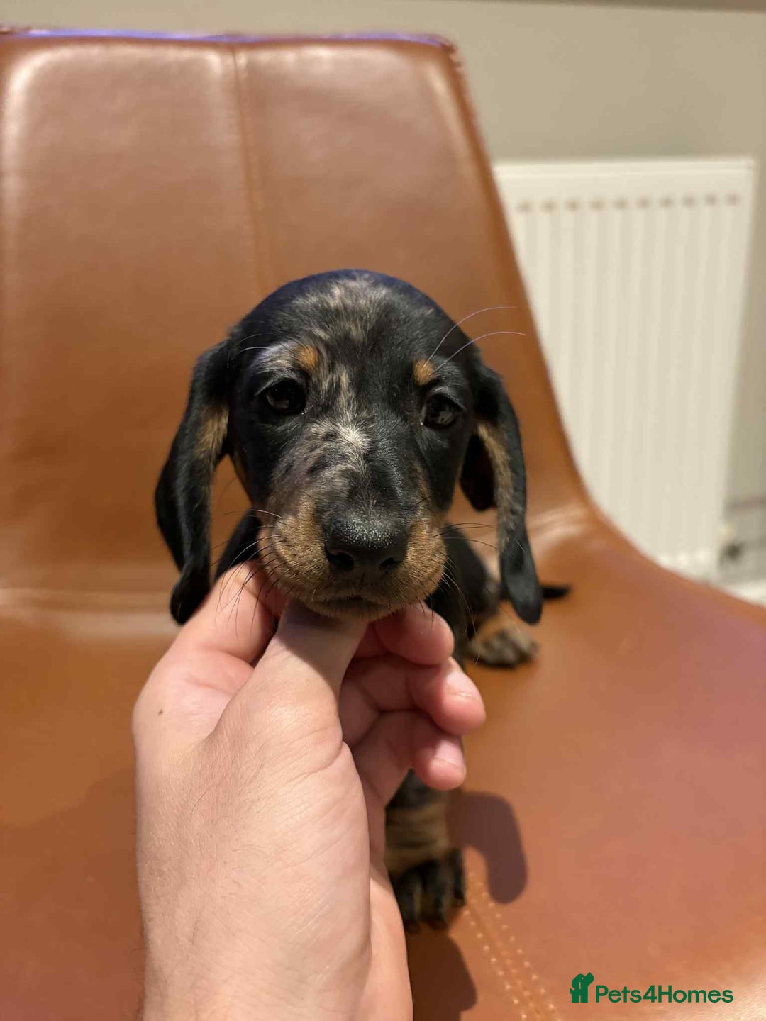 Dachshund dogs for sale: Chunky Standard Homebred Dachshunds - Image 3