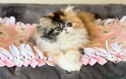 Persian cats for sale: Exceptional GCCF Persian baby    - Image 4