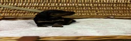 Cockapoo dogs for sale: Beautiful F1 Show Cockapoos 🥰❤️‍🔥 - Advert 12