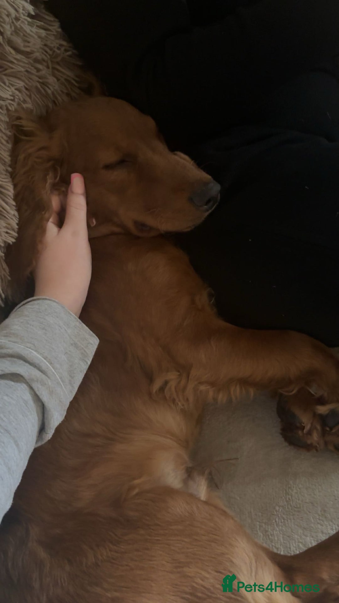 Cockapoo dogs for sale: 10 month old cockapoo boy  - Image 6