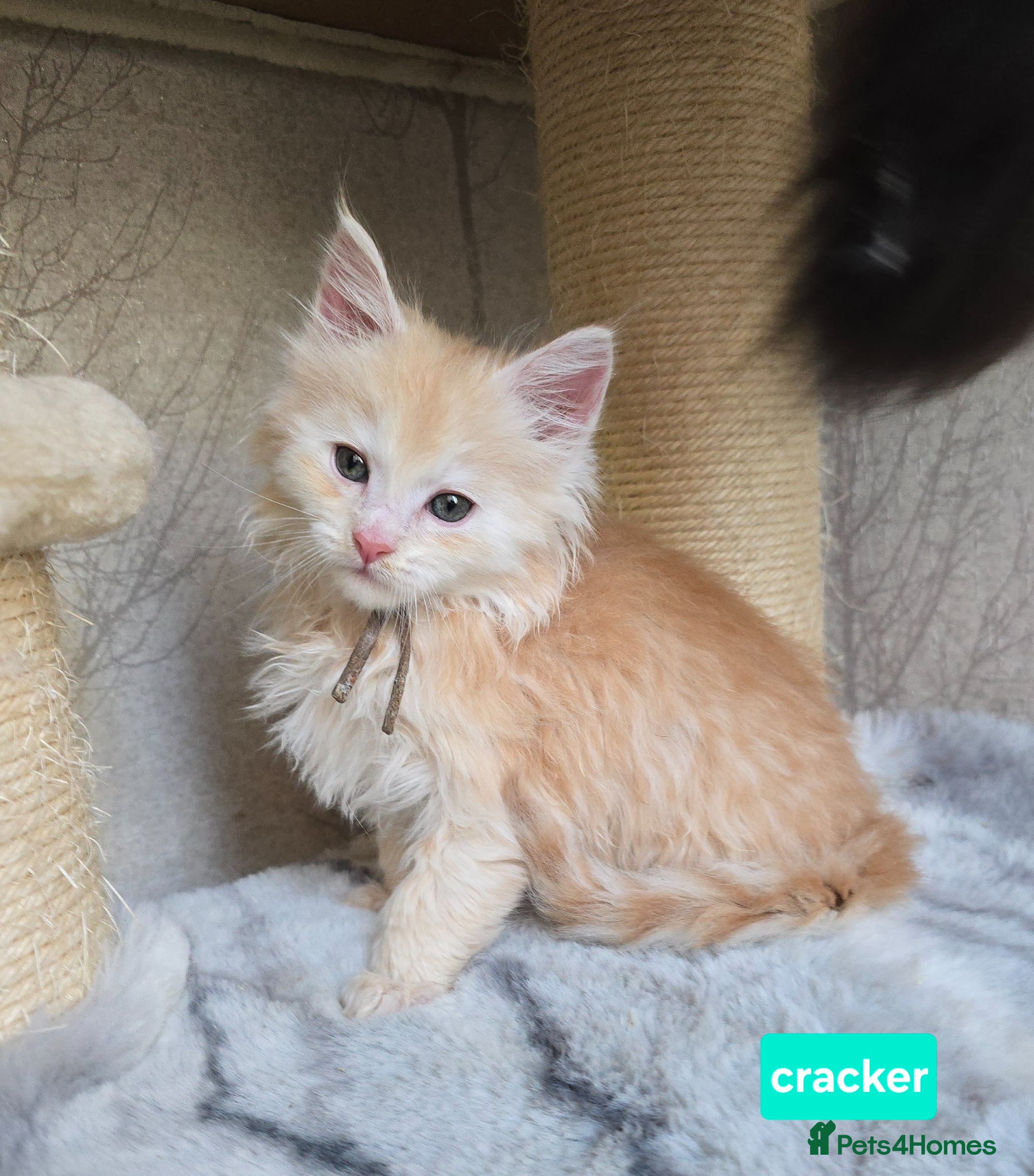 Maine Coon cats RARE Red & Cream Silver Maine Coons - Advert 1