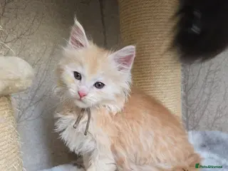 Maine Coon cats RARE Red & Cream Silver Maine Coons - Advert 1