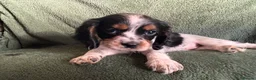 Cockalier dogs for sale: Beautiful, health tested cockalier puppies.  - Advert 17