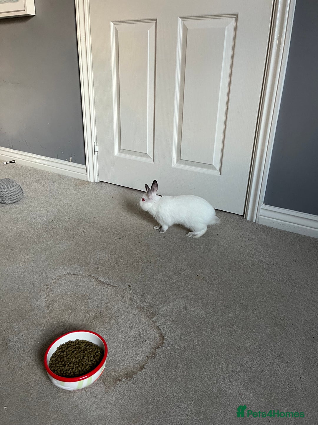 Netherland Dwarf rabbits for sale: 2 Netherlands dwarf bunnies for sale - Advert 4