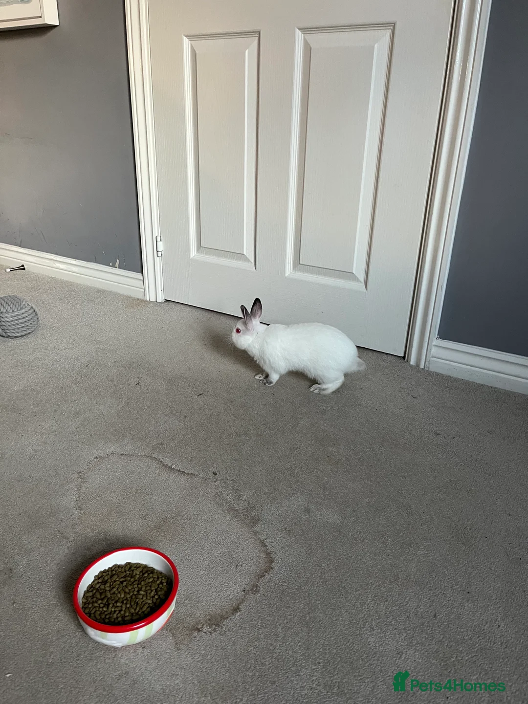 Netherland Dwarf rabbits for sale: 2 Netherlands dwarf bunnies for sale - Advert 4