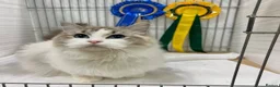 Ragdoll cats for sale: Beautiful 2-Year-Old GCCF Female Ragdoll - Advert 3