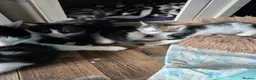 Mixed Breed cats for sale: Lovely litter of mixed short-hair  - Advert 6
