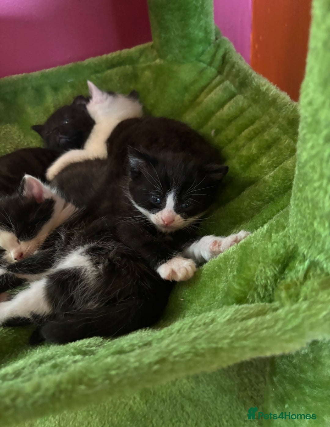 British Shorthair cats for sale: Gorgeous kittens ready for their forever home in Saint Helens - Image 16