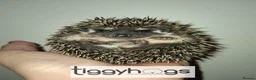 Pygmy Hedgehog rodents for sale: 4 Handsome Male African Pygmy Hedgehogs available  - Advert 8