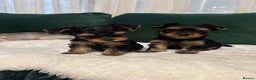 Yorkshire Terrier dogs for sale: ✨Four Adorable Yorkshire Terrier Puppies For Sale✨ - Advert 15