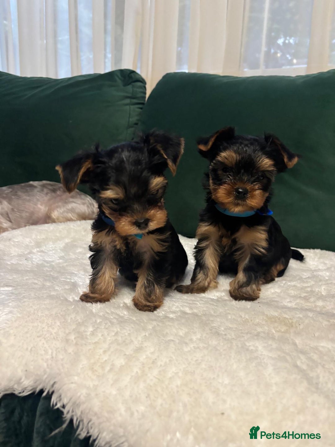 Yorkshire Terrier dogs for sale: ✨Four Adorable Yorkshire Terrier Puppies For Sale✨ - Advert 15