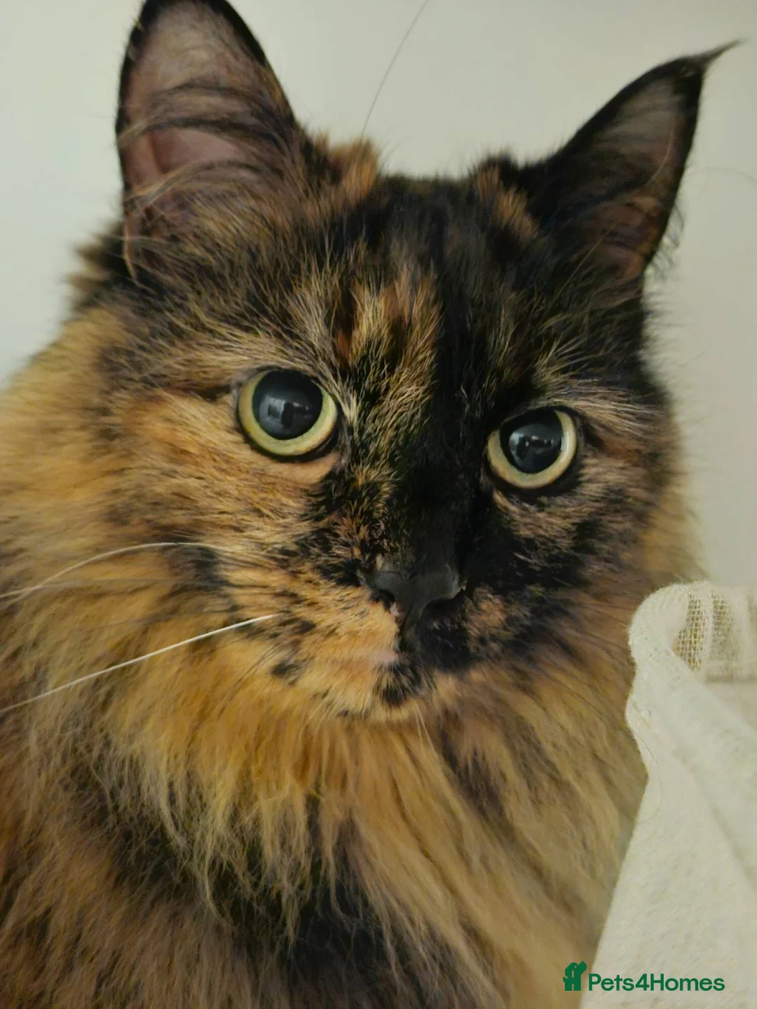 Mixed Breed cats for sale: Meet KoKo - Advert 2