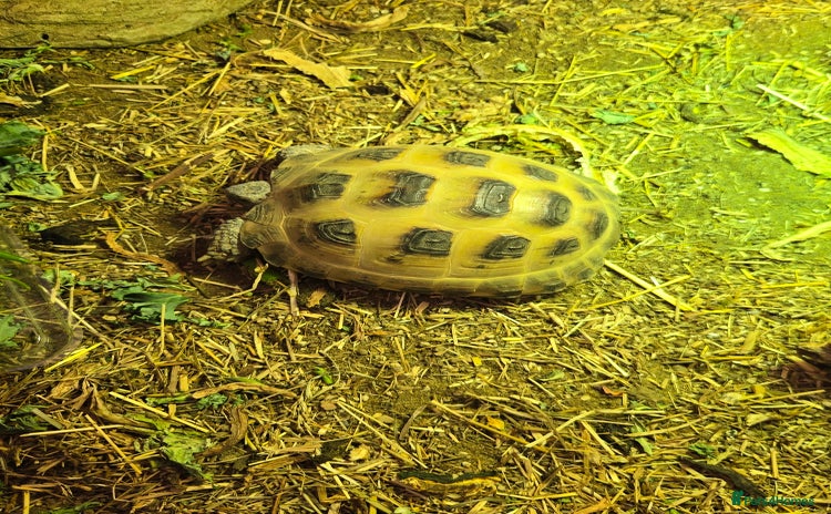 Tortoise reptiles - Advert 1
