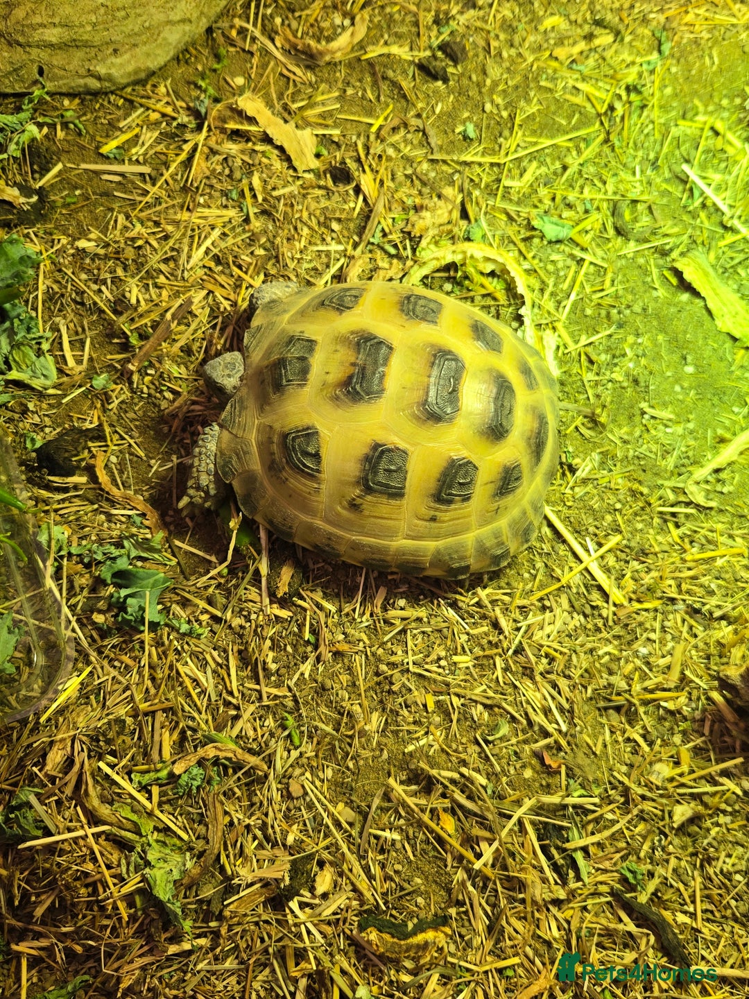 Tortoise reptiles for sale: Hermanns Tortoise with enclosure  - Image 1