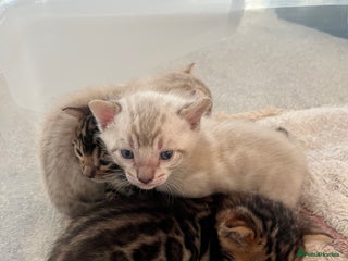 Bengal cats - Advert 8