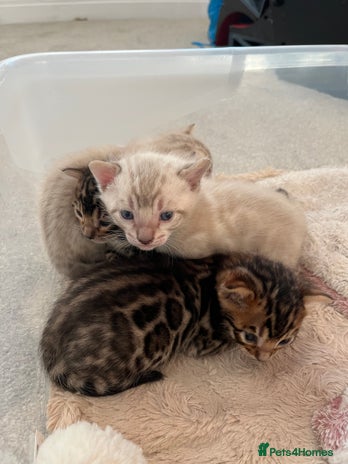 Bengal cats - Advert 2