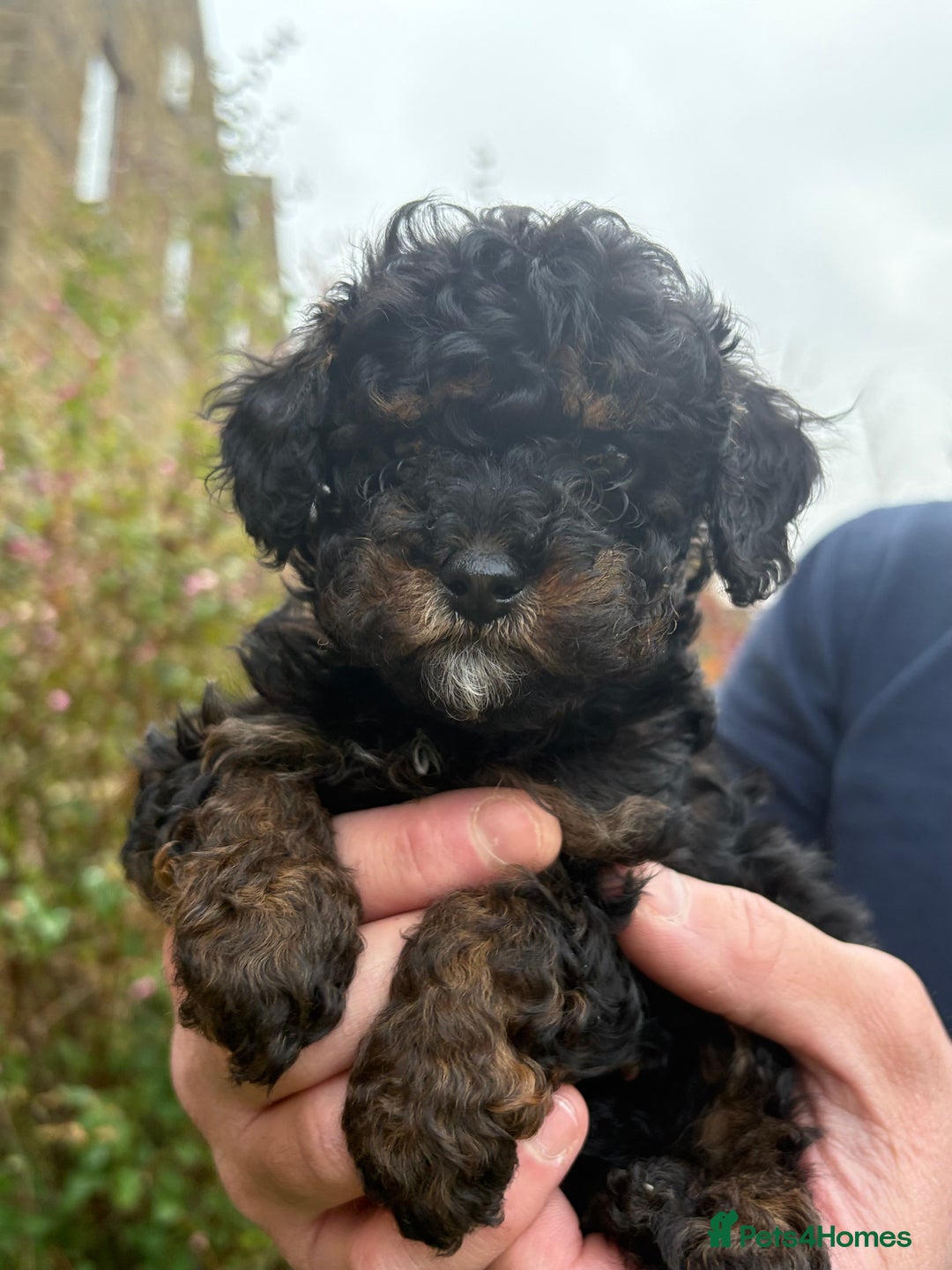 Cavapoo dogs for sale: 2 adorable male Cavapoo Puppies ! 🐾 - Image 15