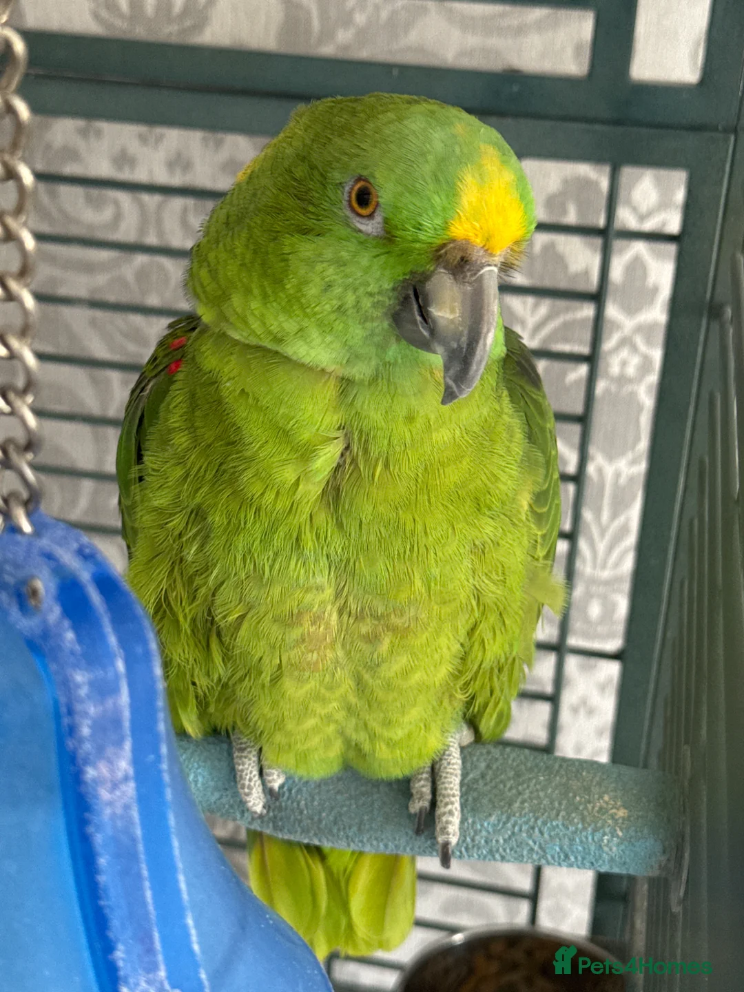 Parrots birds for sale: yellow naped amazon parrot in Rochester - Advert 1