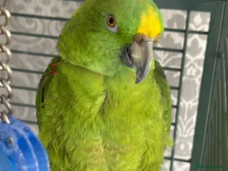 Parrots birds yellow naped amazon parrot - Advert 1