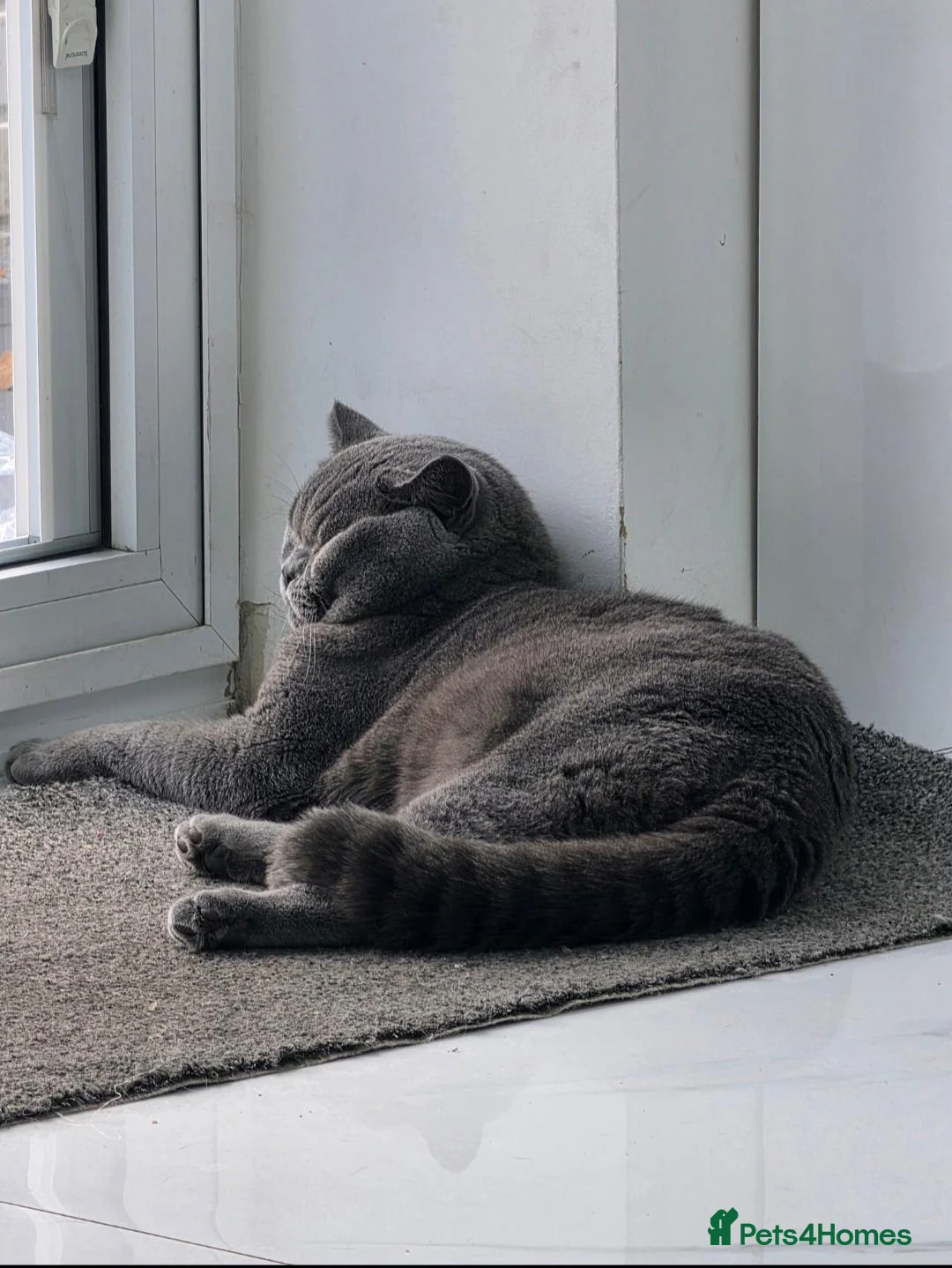 British Shorthair cats for stud: 💙🐾 HANDSOME BRITISH SHORTHAIR STUD AVAILABLE 💙 - Advert 2