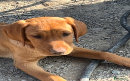 Labrador Retriever dogs for sale: Fantastic litter of fox Red Labrador puppies - Image 10