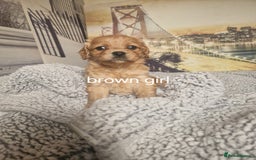 Cockapoo dogs for sale: 4 outstanding cockerpoos  - Image 1