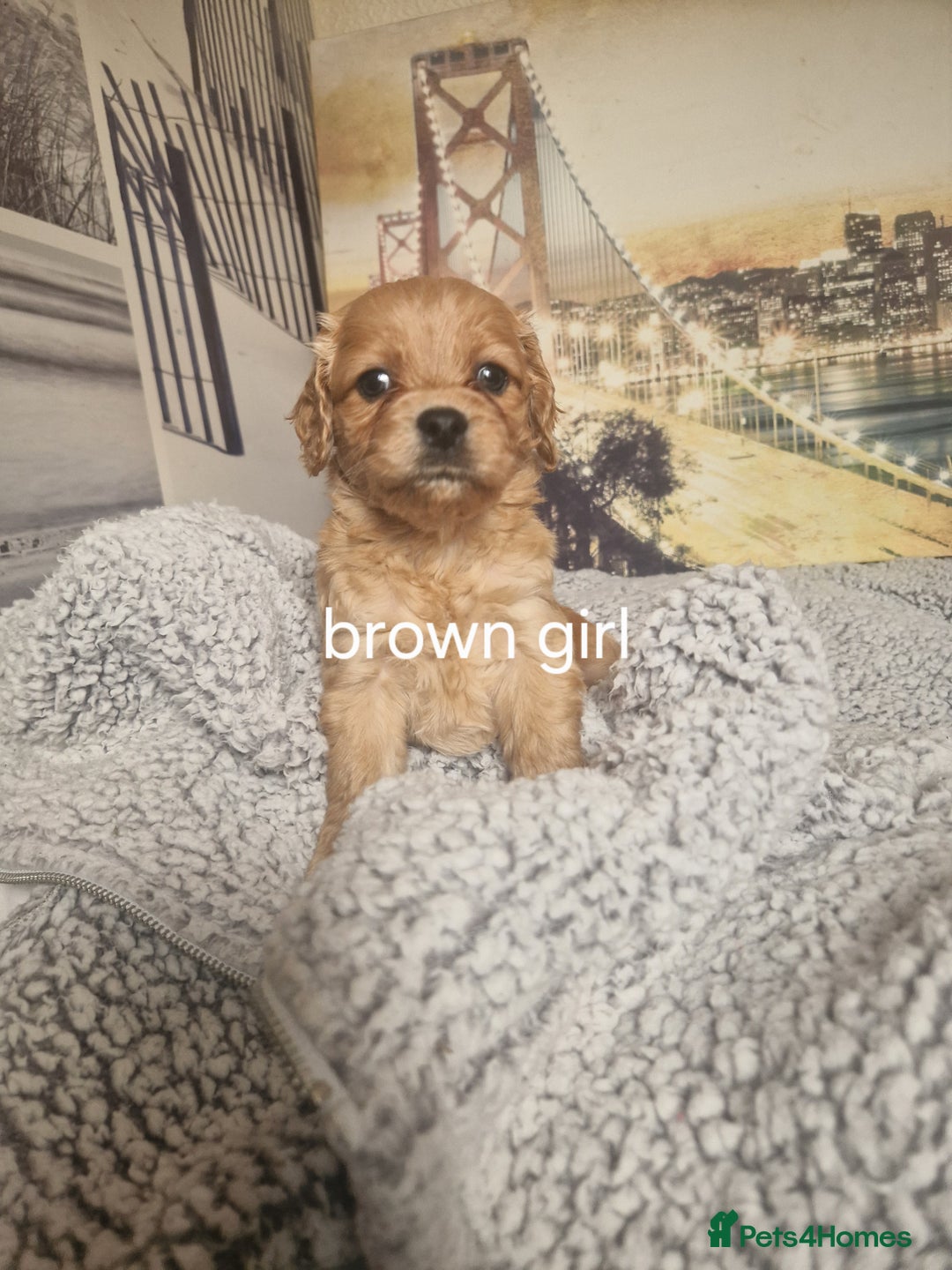 Cockapoo dogs for sale: 4 outstanding cockerpoos  - Image 1