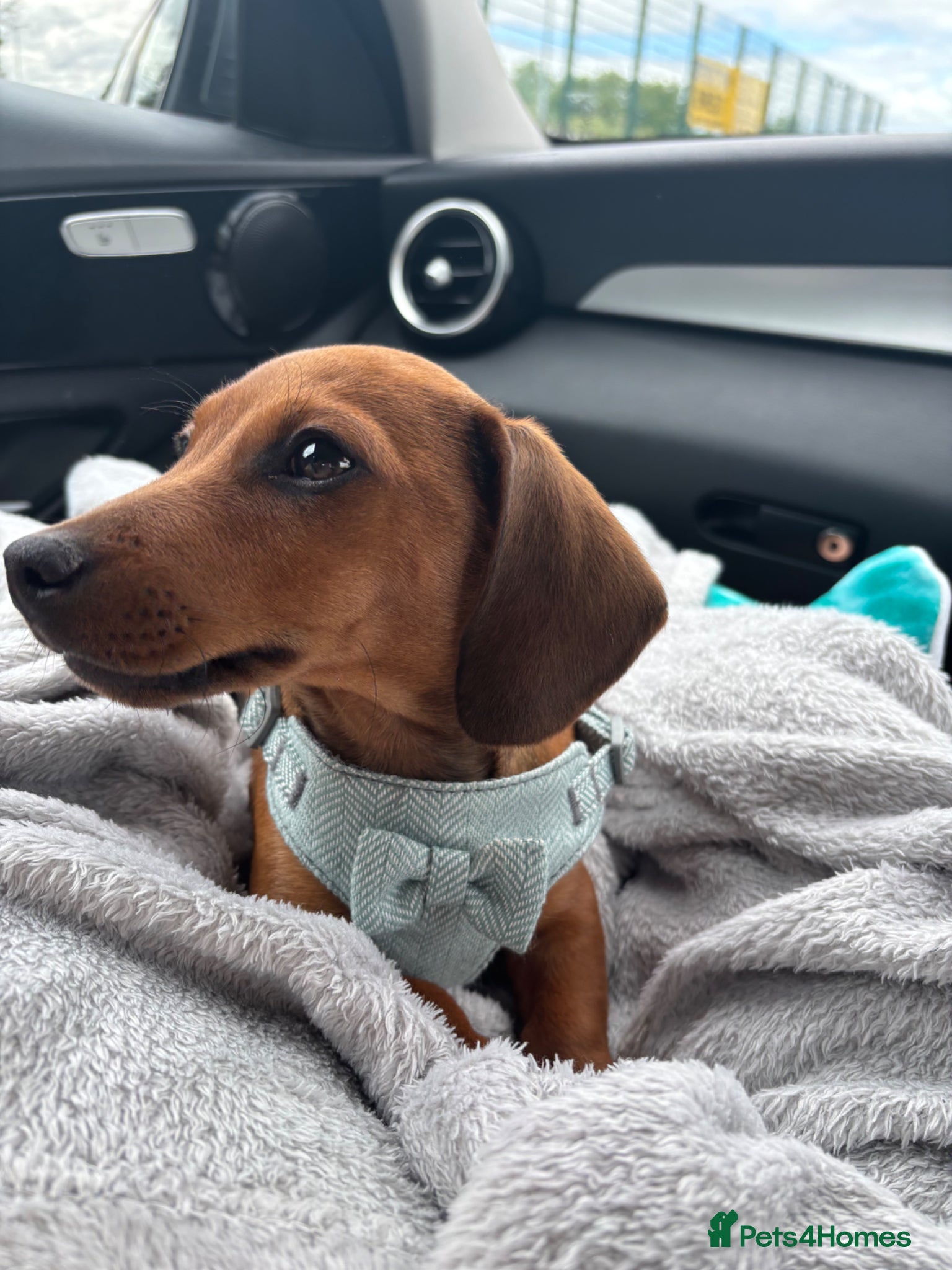 Mixed Breed dogs 16 week old Dachshund - male  - Advert 2