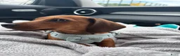 Mixed Breed dogs for sale: 16 week old Dachshund - male  - Advert 1