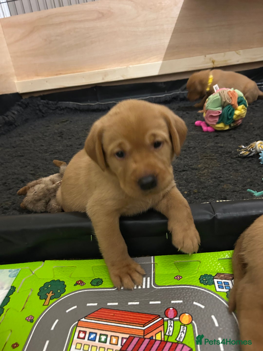 Labrador Retriever dogs for sale: Fox red labrador pups Glasgow  - Advert 30