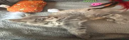 Maine Coon cats for sale: Pedigree / tica Maine coon kittens - Advert 4