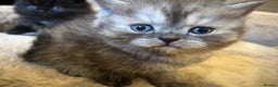 Persian cats for sale: BSH/PERSIAN KITTEN FOR SALE   - Advert 4