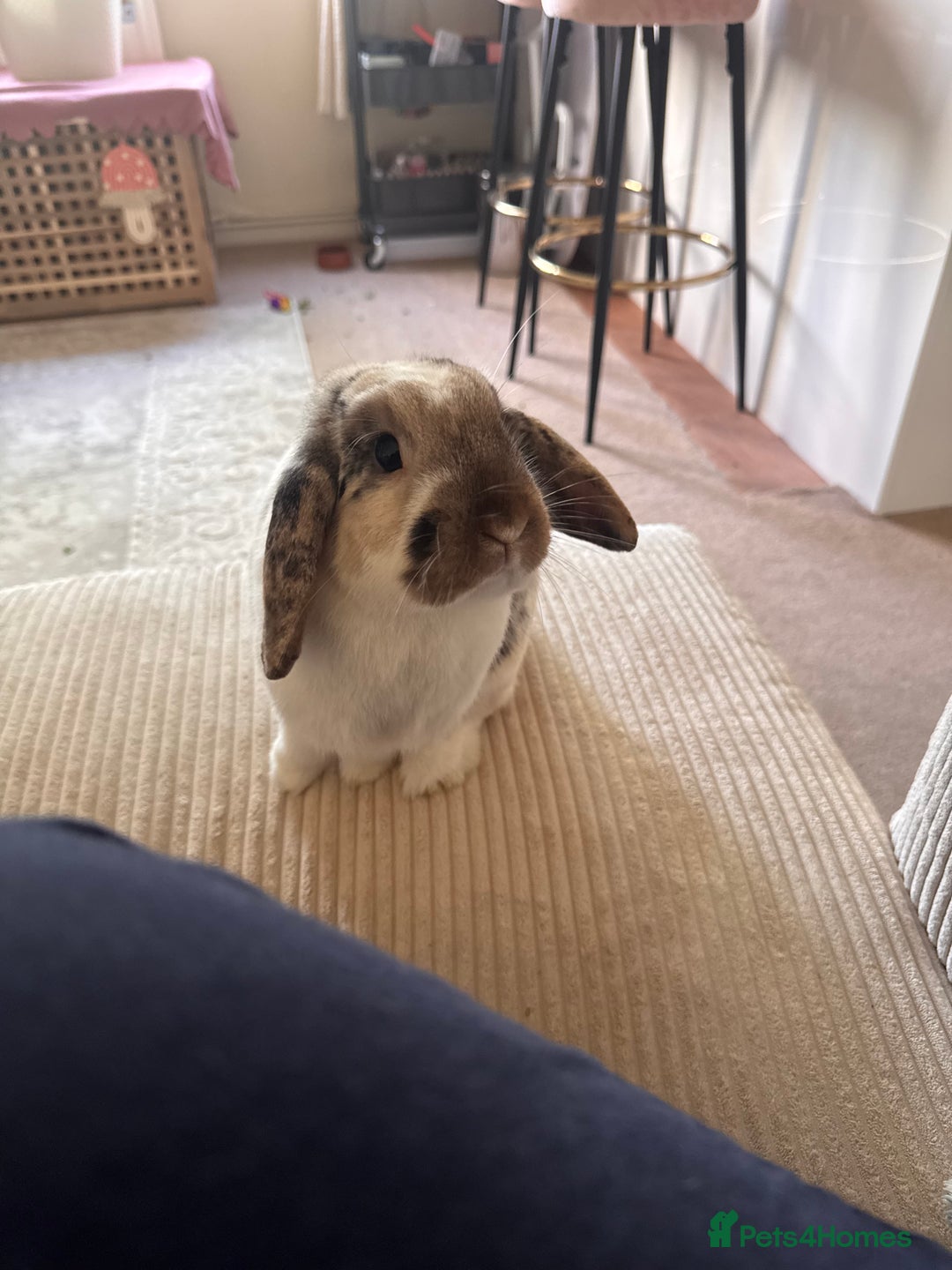 English Lop rabbits for sale: Barney  - Image 9