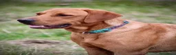 Labrador Retriever dogs for sale: Fox Red Labrador Puppies for sale - Advert 9
