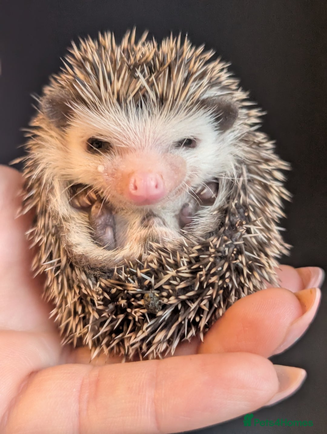 Pygmy Hedgehog rodents for sale: Gorgeous APH hedgehogs  - Image 3