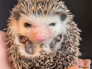Pygmy Hedgehog rodents - Advert 10